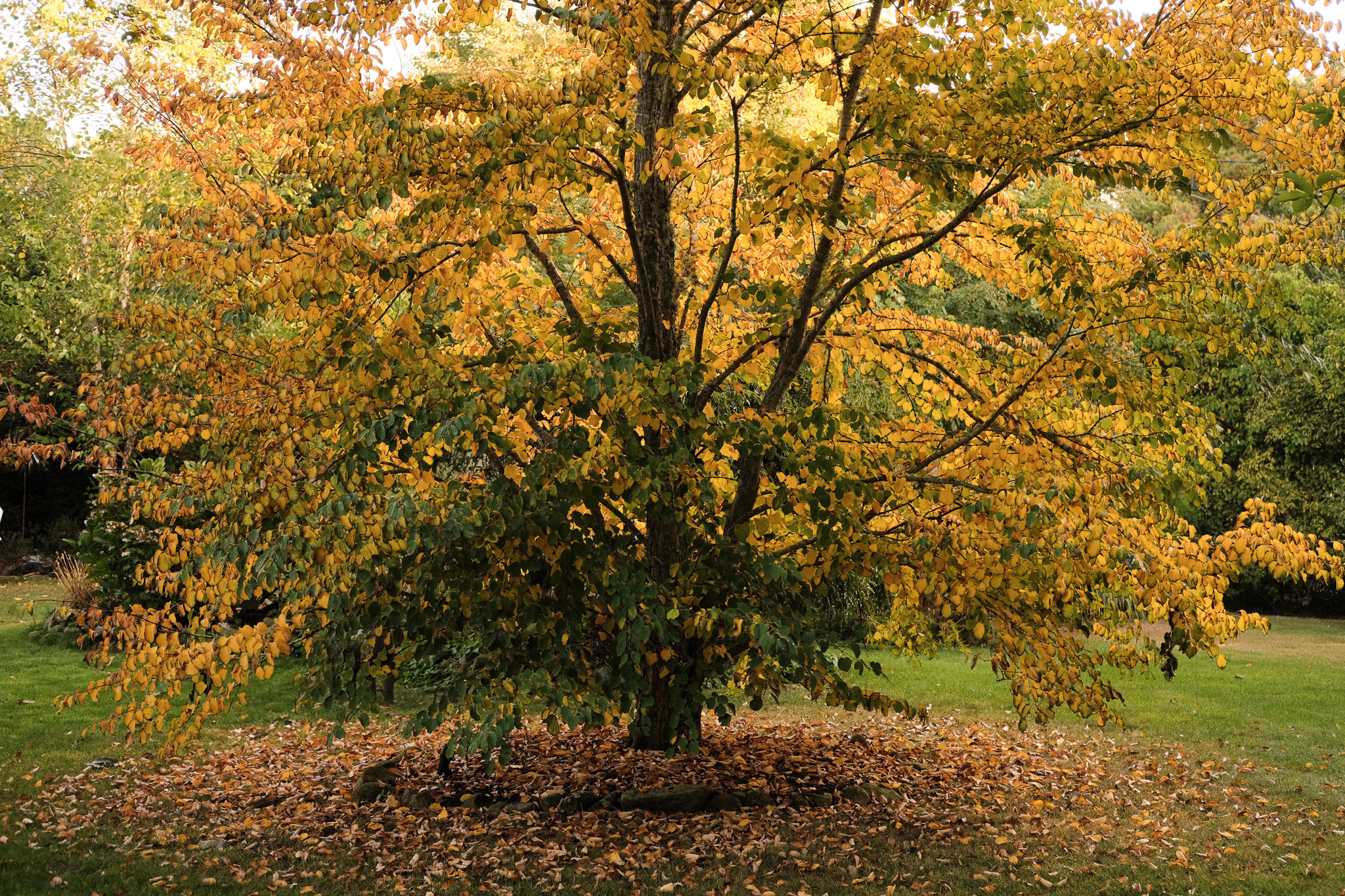 Autumn Tree